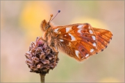 Hochalpen-Perlmutterfalter (Boloria pales) 01