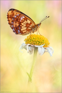 Alpen-Perlmutterfalter (Boloria thore) 01