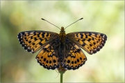 Natterwurz-Perlmutterfalter 02 (Boloria titania)