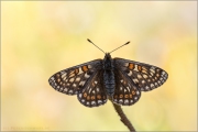 Alpiner Skabiosenscheckenfalter (Euphydryas aurinia debilis) 02