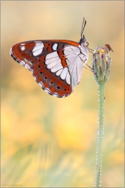 Blauschwarzer Eisvogel (Limenitis reducta) 02