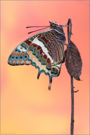 Erdbeerbaumfalter (Charaxes jasius) 01