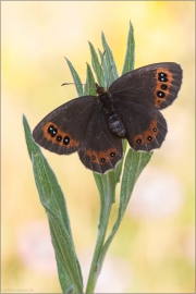 Graubindiger Mohrenfalter (Erebia aethiops) 02