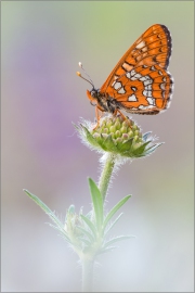 Maivogel (Euphydryas maturna) 03