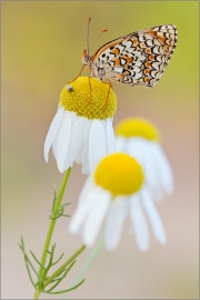 Flockenblumen-Scheckenfalter 05 (Melitaea phoebe)