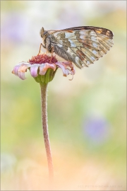 Ähnlicher Perlmutterfalter (Boloria napaea) 03
