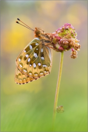 Großer Perlmutterfalter 01 (Argynnis aglaja)