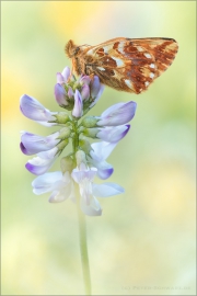 Hochalpen-Perlmutterfalter (Boloria pales) 09