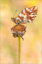 Hochalpen-Perlmutterfalter (Boloria pales) 02