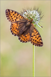 Hochalpen-Perlmutterfalter (Boloria pales) 06