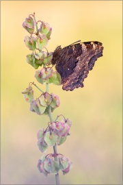 Großer Fuchs 01 (Nymphalis polychloros)