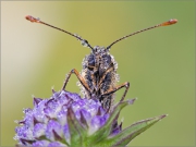 Wachtelweizen-Scheckenfalter 02 (Melitaea athalia)