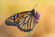 Monarchfalter 02 (Danaus plexippus)