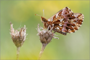 Magerrasen-Perlmutterfalter (Boloria dia) 01