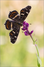 Landkärtchenfalter 02 (Araschnia levana)