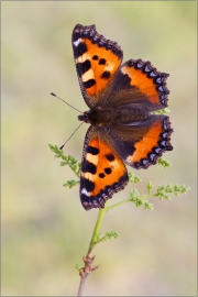 Kleiner Fuchs 01 (Aglais urticae)