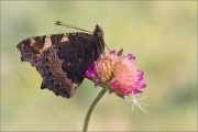 Kleiner Fuchs 02 (Aglais urticae)