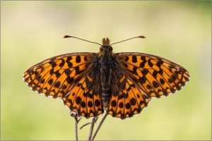 Magerrasen-Perlmuttferalter (Boloria dia) 04