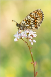 Wachtelweizen-Scheckenfalter 03 (Melitaea athalia)