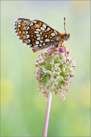 Westlicher Scheckenfalter 01 (Melitaea parthenoides)