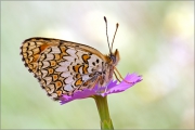 Flockenblumen-Scheckenfalter 02 (Melitaea phoebe)