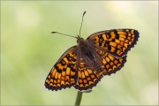 Flockenblumen-Scheckenfalter 03 (Melitaea phoebe)