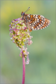 Westlicher Scheckenfalter 03 (Melitaea parthenoides)