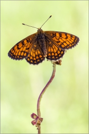 Westlicher Scheckenfalter 02 (Melitaea parthenoides)