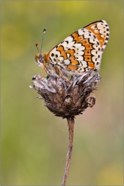 Wegerich-Scheckenfalter 03 (Melitaea cinxia)