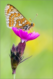 Goldener Scheckenfalter 02 (Euphydryas aurinia)