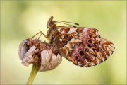 Natterwurz-Perlmutterfalter 01 (Boloria titania)