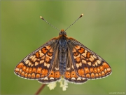 Goldener Scheckenfalter 04 (Euphydryas aurinia)