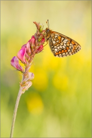 Westlicher Scheckenfalter 04 (Melitaea parthenoides)