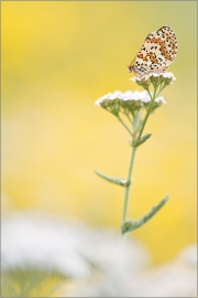 Roter Scheckenfalter 02 (Melitaea didyma)