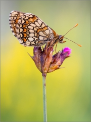 Westlicher Scheckenfalter 06 (Melitaea parthenoides)