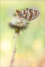 Roter Scheckenfalter 01 (Melitaea didyma)