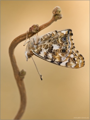 Distelfalter 03 (Vanessa cardui)