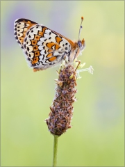 Wegerich-Scheckenfalter 01 (Melitaea cinxia)