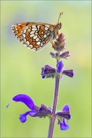 Westlicher Scheckenfalter 05 (Melitaea parthenoides)