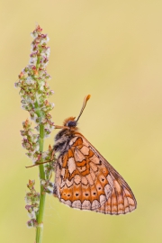 Goldener Scheckenfalter 06 (Euphydryas aurinia)