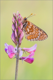 Goldener Scheckenfalter 08 (Euphydryas aurinia)