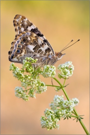 Distelfalter 05 (Vanessa cardui)