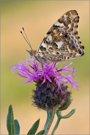 Distelfalter 06 (Vanessa cardui)