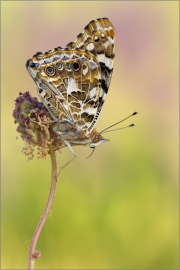 Distelfalter 07 (Vanessa cardui)