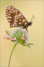 Ehrenpreis-Scheckenfalter 02 (Melitaea aurelia)