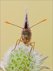 Ehrenpreis-Scheckenfalter 03 (Melitaea aurelia)