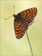 Ehrenpreis-Scheckenfalter 04 (Melitaea aurelia)