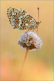 Flockenblumen-Scheckenfalter 04 (Melitaea phoebe)