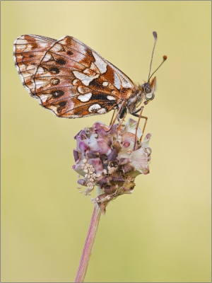 Magerrasen-Perlmutterfalter (Boloria dia) 02