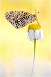 Flockenblumen-Scheckenfalter 01 (Melitaea phoebe)